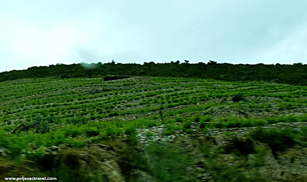 Rainy Day among Peljesac Vineyards