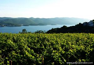 vineyards above Kuciste