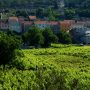 Vineyard in Kuna, Peljesac