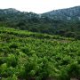 Vineyard in Postup, Peljesac