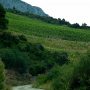 Vineyard on the slopes of Postup above Pratnjice Bay – Peljesac